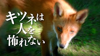 Foxes fears no people | 4K【Walking in Sapporo】