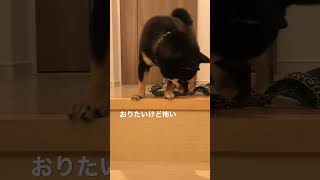 階段をおりたいけど怖くておりられない極小豆柴＃柴犬＃極小豆柴#豆柴