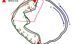 11 3原核生物的DNA複製三廉good1