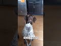 A hungry German shorthaired pointer #dogs #doglife