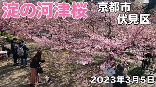 【京都伏見】淀の河津桜/第2弾/2023年3月5日