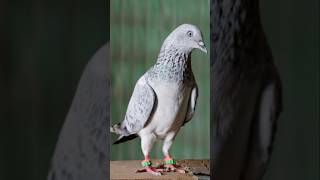 Bajre Kabootar Female by Rizwan Ali Sabri #kabootar #pigeon #rizwanalisabri #jaipurtonkpigeons