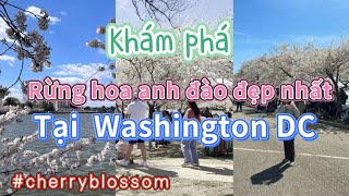 Khám phá rừng hoa anh đào tại Washington DC - Cherry blossom - vải áo dài đẹp