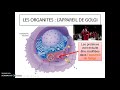 les organites de la cellule animale