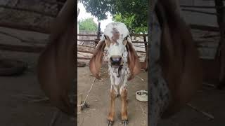 ગીર🐄 ગાય // gir cow 100% origional