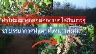 ทำดอกมะม่วงให้ออก3รอบเพียงแค่ตัดแต่งกิ่ง