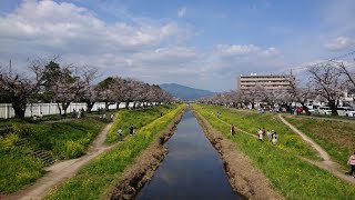 桜咲く！佐奈川堤防の桜（2021年3月27日）