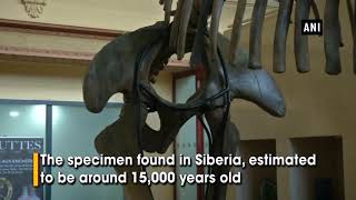 15,000-year-old mammoth skeleton up for auction