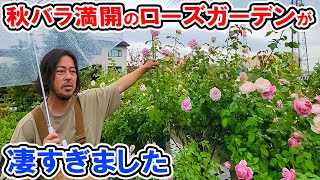 秋バラ開花!【バラ満開】のお店が凄すぎました♪(秋バラ紹介①)ローズガーデン・カネコさん