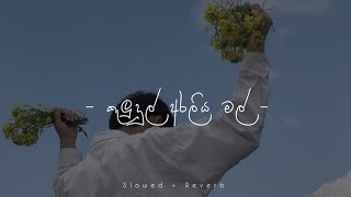 Kulundul Araliya Mal slowed \u0026 Reverb  |  (කුළුදුල් අරලිය මල්) Dhyan Hewage \u0026 Chathum Dulara