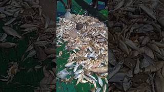 জালে উঠেছে কাকরা সহ বিভিন্ন প্রকারের মাছ/Various types of fish including crabs are caught in the net