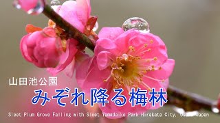 水玉がいっぱい！　みぞれ降る梅林　2023　山田池公園　Sleet Plum Grove Falling with Sleet Yamadaike Park Hirakata City, Osaka