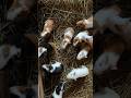 Guinea pig farming in Uganda