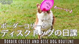 ボーダーコリーとディスクドッグの日課/ Border Collie and Disc Dog Daily routine