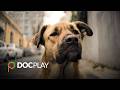 Stray | Official Trailer | DocPlay