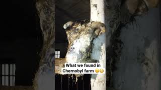 What we found in Chernobyl farm 🤭😳