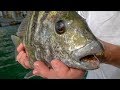 This Fish EATS Rocks... Catch Clean Cook (Sheepshead)