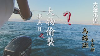 根魚日 之 大物偷襲 ┃ 《烏絲斑 小介紹》┃ 香港釣魚┃大漁小魚#70 ┃CC 中文字幕