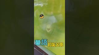 童言童語 | 鑽紋龜 打哈欠耶!! | #shorts #龜 #turtle #鱉 #softshellturtle 【禾平世界】