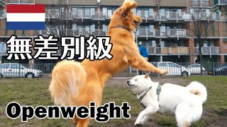 柴犬柿丸 ボール泥棒【オランダ / 環境音 / 4K】Kaki-Maru the Shiba Inu