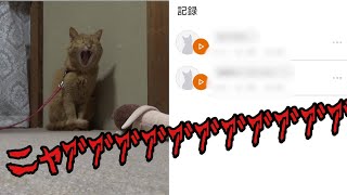 【にゃんトーク】話題の猫語翻訳アプリ使ってみたら・・・