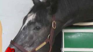 Big Gray Colt Tells a Tale to Rival Seabiscuit