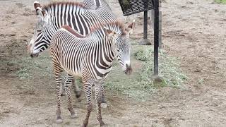 グレビーシマウマのミナトくん、もうすでグラウンドが狭い。【京都市動物園】