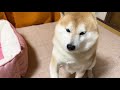 high speed begging shibe