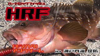 俺の釣り by HHF HRF アコウ(キジハタ)ゲーム in 瀬戸内海 堤防