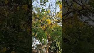 Kani konna tree / കണി കൊന്ന പൂക്കൾ