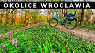 Okolice Wrocławia. Wieża widokowa w Kotowicach, jezioro Dziewicze, rezerwat przyrody Zwierzyniec