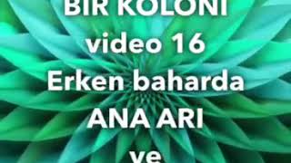 Erken baharda ana arı ve stok kontrolü 18 derece güneşli bir gün...  16 Şubat...