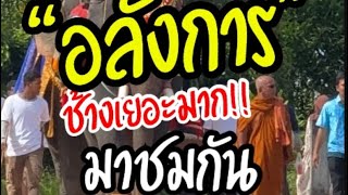 แห่ขบวนช้าง งานตาดีกาสัมพันธ์5จังหวัดชายแดนภาคใต้ #ช้าง #ขบวนแห่ช้าง #ตาดีกา #นราธิวาส