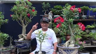 TUỔI THỌ CỦA CÂY SỨ GHÉP ĐƯỢC BAO NHIÊU NĂM ?