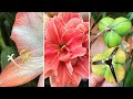 A Beginner's Guide to Pollinating Amaryllis Flowers, Seeds Formation, Harvest and Sowing