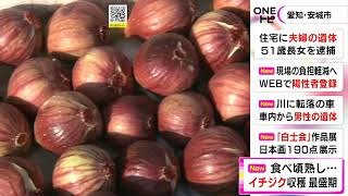 全国有数の産地…愛知・安城市で特産のイチジクの収穫が最盛期 計151軒の農家が年間390トンを出荷