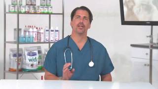 Treating Hip Dysplasia in Dogs - VetVid Episode 015