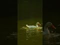 amazing white duck in pond best click beautiful nature and wildlife nature wildlife duck