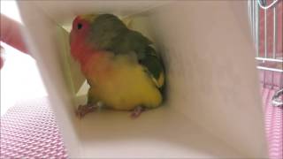 コザクラインコ　何年振りかのアビちゃんの牛乳パック遊び♪