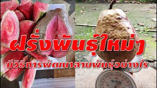 ฝรั่งพันธุ์ใหม่ๆ มีวิธีการพัฒนาสายพันธุ์อย่างไร