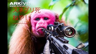 スネグリでキレるVC発見【BO2実況】