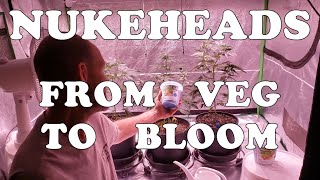 Growing With Nukeheads ~ Switching From Veg To Bloom