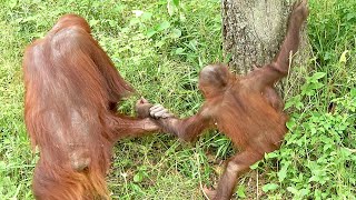 登ったらダメとホッピーの手を引くチャッピーさん、ホッピーは近くの小さな桜の木へ・・オランウータン　2024/05/23