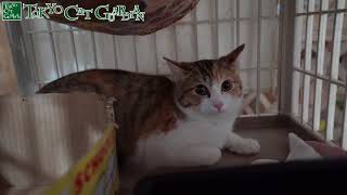 とっても物静かな三毛子猫 - Calico kitten very silent.