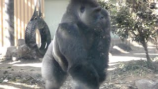 Momotaro is also terrified at the occurrence of an abnormal sound 💗 What is this [Kyoto City Zoo]