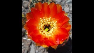 Cactus Jerk S1E287 A Glowing Flower Gem from the genus Lobivia