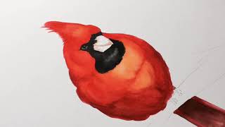 Cardinal Watercolor - Aquarelle éclatée Cardinal @ Ces Ptits Pigments