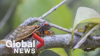 Eastern US braces for cicadas to swarm after 17 years underground