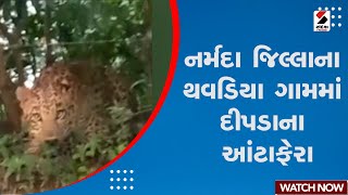 News Update | નર્મદા જિલ્લાના થવડિયા ગામમાં દીપડાના આંટાફેરા | Narmada | Gujarat | Sandesh News