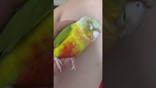 【天使かよ】寝顔見てるだけで癒される　#shorts #ウロコインコ